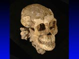  ,       Homo Habilis,      : Australopithecus afarensis
