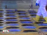 Центральное телеграфное агентство Кореи (ЦТАК) отмечает, что "в будущем развитие объектов ядерной энергетики с мирными целями станет еще более активным"