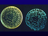     ,    ()         Vibrio fischeri