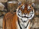  (Panthera tigris)