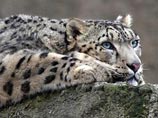     (Panthera uncia)