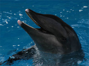  ,    whale-web.com