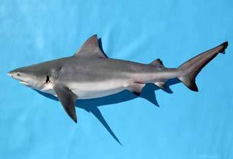 Шестижаберные акулы, фото сайта www.sharktrust.org