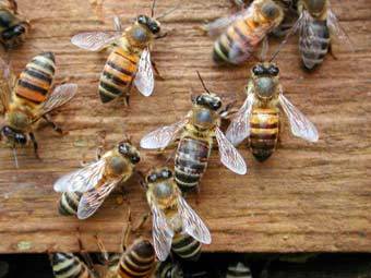 "Пчелы-убийцы", фото с сайта uiuc.edu