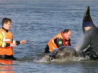 Операция по спасению кита в Темзе. Фото AFP 