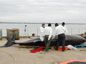 Мертвый кит-бутылконос на берегу Темзы. Фото AFP 