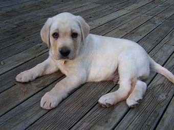  -.    www.yourproblemdogs.com