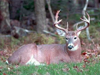    www.mainedeer.com