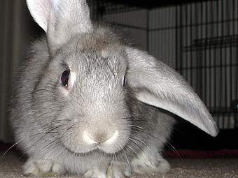 -.    matchmypet.com 