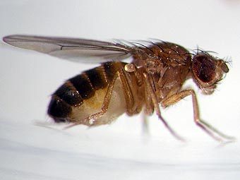 Drosophila melanogaster.    wisc.edu 