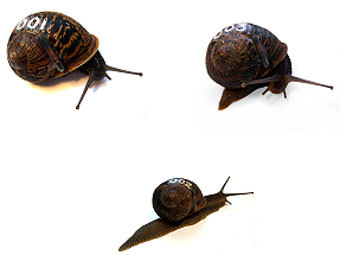    (001),  (002)   (003),     Real Snail Mail
