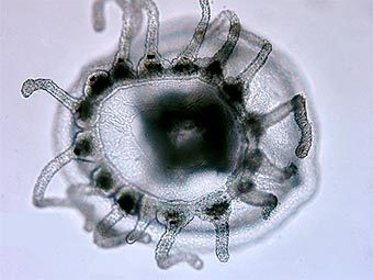 Turritopsis dohrnii.     . 