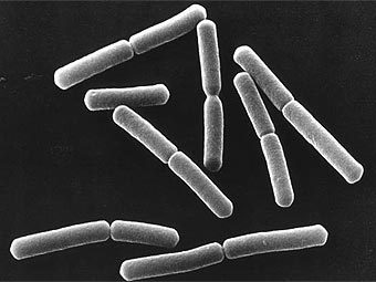  Bacillus subtilis.    nasa.gov