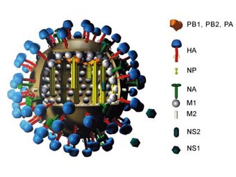   H1N1.  M. Eickmann   wikipedia.org