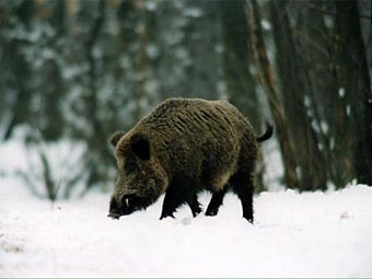    huntinginhungary.com