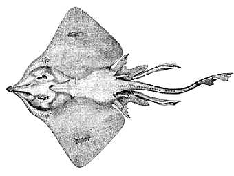    Dipturus.   Haplochromis   wikipedia.org
