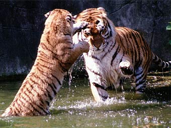    Hagenbeck Zoo.    animalpicturesarchive.com