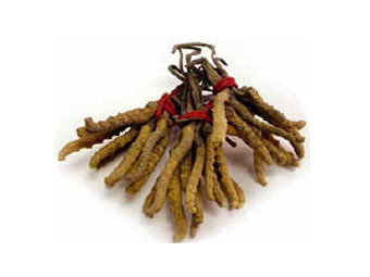  Cordyceps sinensis.    chinesenaturalherbs.com