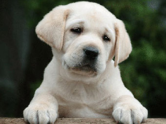.    house-dog.ru