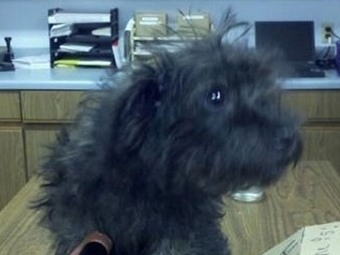 Щенок Гэсс. Фото Minneapolis Animal Control