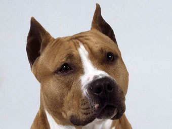  .    illustrateddogbreeds.com
