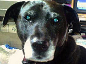 .    humanesociety.org