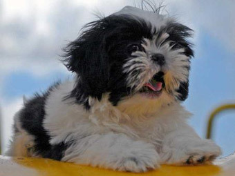 Фото с сайта cutepuppiesforsale.net