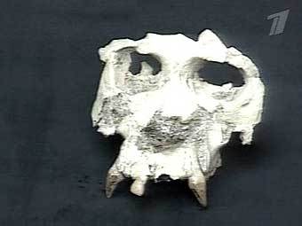  Pierolapithecus catalaunicus,   