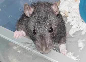    RatsPacNW