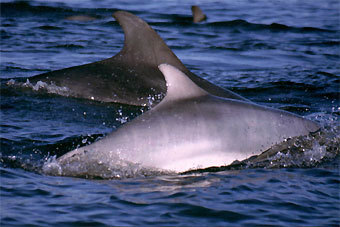    www.shannondolphins.ie