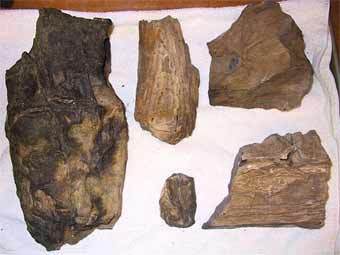   .    www.paleoflorida.com