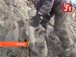 Туша мамонта, найденная на Таймыре
