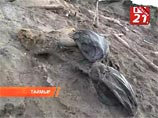 Туша мамонта, найденная на Таймыре