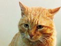 Серпуховский художественный музей под давлением общественности принял на работу кота Серпуховский художественный музей под давлением общественности принял на работу кота